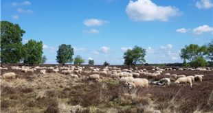 wandelen in Ermelo