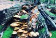 Speulderbos-in-de-herfst