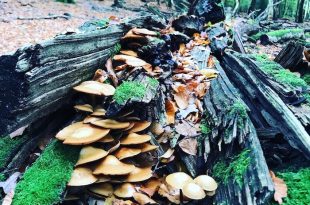 Speulderbos-in-de-herfst